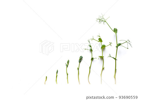 pea sprouts in different grown stages lined up in a row, isolated on white 93690559