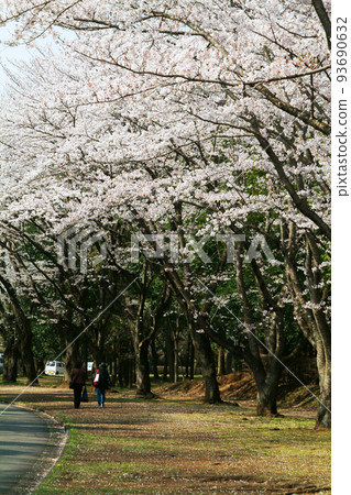 櫻花 櫻花 93690632