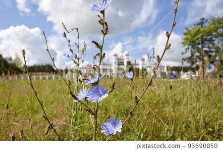 Wildflowers overlooking the northeastern facade of the Puslovsky Palace (Kossovo Castle). Kossovo. Ivatsevichi district. Brest region. Belarus Wildflowers overlooking the northeastern facade of the Puslovsky Palace (Kossovo Castle). Kossovo. Ivatsevichi district. Brest region. Belarus 93690850