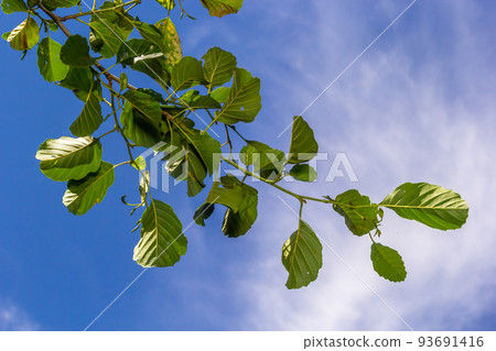 A branch of alder leaves and green cones. Branch of Alnus glutinosa, the common alder, black alder in spring A branch of alder leaves and green cones. Branch of Alnus glutinosa, the common alder, black alder in spring 93691416