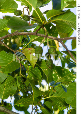 A branch of alder leaves and green cones. Branch of Alnus glutinosa, the common alder, black alder in spring A branch of alder leaves and green cones. Branch of Alnus glutinosa, the common alder, black alder in spring 93691418