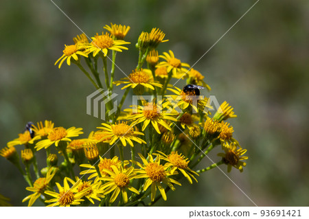 yellow flowering plants of Ragwort, Jacobaea vulgaris early morning on sunny day with blue sky in summer season close up yellow flowering plants of Ragwort, Jacobaea vulgaris early morning on sunny day with blue sky in summer season close up 93691421