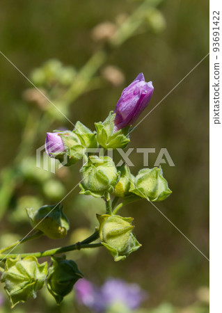 Cornish mallow, cretan hollyhock or malvarrosa, Malva multiflora Lavatera cretica Malvarrosa de Creta Cornish mallow, cretan hollyhock or malvarrosa, Malva multiflora Lavatera cretica Malvarrosa de Creta 93691422