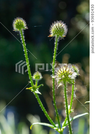 Dipsacus pilosus, Small Teasel. Wild plant shot in summer Dipsacus pilosus, Small Teasel. Wild plant shot in summer 93691430