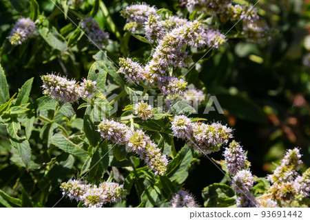 In the wild grows mint long-leaved Mentha longifolia 93691442