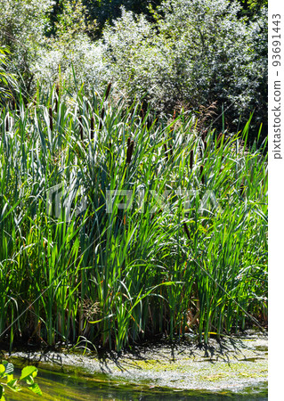Typha latifolia, Common Bulrush. Broadleaf Cattail, blackamoor flag. mace reed water-torch Typha latifolia, Common Bulrush. Broadleaf Cattail, blackamoor flag. mace reed water-torch 93691443