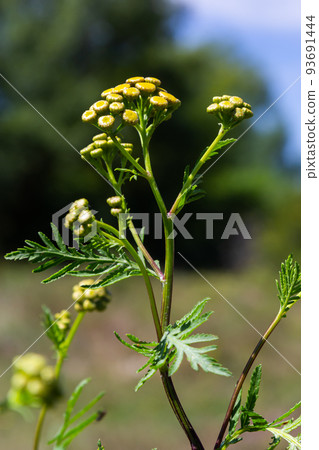 Yellow flowers of Tancy blooming in the summer. Tansy Tanacetum vulgare is a perennial, herbaceous flowering plant in the genus Tanacetum in the aster family, native to temperate Europe and Asia Yellow flowers of Tancy blooming in the summer. Tansy Tanacetum vulgare is a perennial, herbaceous flowering plant in the genus Tanacetum in the aster family, native to temperate Europe and Asia 93691444