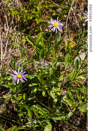 Aster amellus, Compositae. Wild plant shot in summer Aster amellus, Compositae. Wild plant shot in summer 93691468