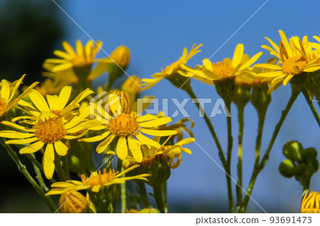 Closeup of many butterflies on a yellow flowering common ragwort or Jacobaea vulgaris plant Closeup of many butterflies on a yellow flowering common ragwort or Jacobaea vulgaris plant 93691473