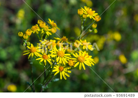 Closeup of many butterflies on a yellow flowering common ragwort or Jacobaea vulgaris plant Closeup of many butterflies on a yellow flowering common ragwort or Jacobaea vulgaris plant 93691489