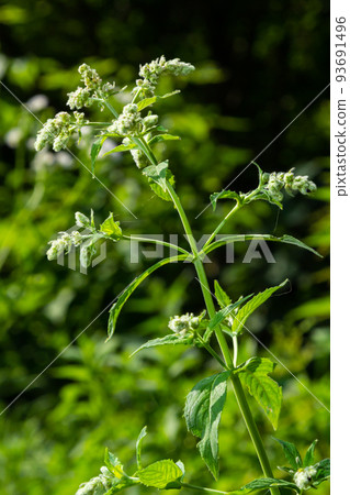 Pink Bush is a flowering plant of the family Polygonaceae, a pink clematis plant native to Mexico. Classified as a fast growing ivy plant The leaves are heart-shaped or triangular. Flower bouquet 93691496