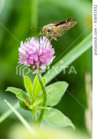 紅三葉草和昆蟲 93691932