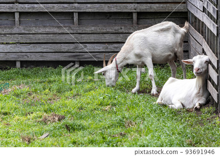 A goat eating grass in a meadow A goat eating grass in a meadow 93691946