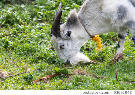 A goat eating grass in a meadow A goat eating grass in a meadow 93691948