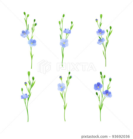 Flax or Linseed as Cultivated Flowering Plant Species with Pale Blue Flowers on Stem Vector Set 93692036