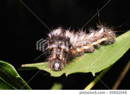Knot grass larva Knot grass larva 93692048