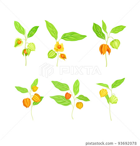 Ashwagandha or Indian Ginseng as Perennial Species with Elliptic Leaves and Bell-shaped Flowers Vector Set Ashwagandha or Indian Ginseng as Perennial Species with Elliptic Leaves and Bell-shaped Flowers Vector Set 93692078