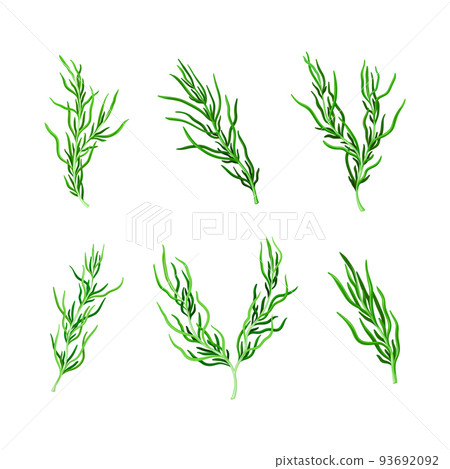 Green Hijiki Seaweed or Sargassum as Sea Vegetable Vector Set Green Hijiki Seaweed or Sargassum as Sea Vegetable Vector Set 93692092