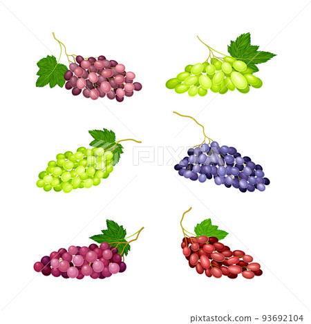 Clusters of Grape with Crimson, Red and Green Berries Vector Set Clusters of Grape with Crimson, Red and Green Berries Vector Set 93692104