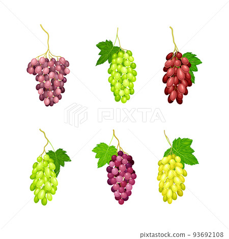 Clusters of Grape with Crimson, Red and Green Berries Vector Set 93692108
