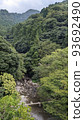 Fog forest 93692490