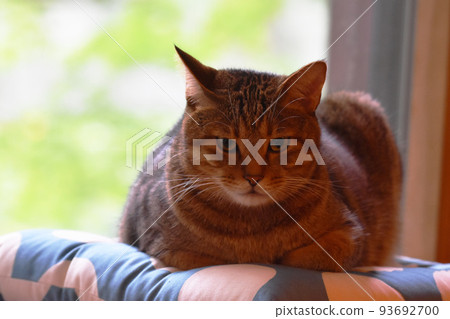 A 2-year-old tabby cat sitting on a cushion by the window of a log house A 2-year-old tabby cat sitting on a cushion by the window of a log house 93692700