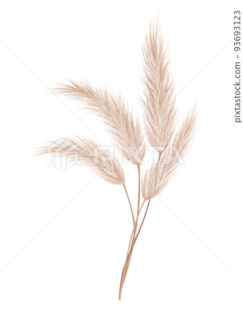 100 Free Pampas Grass  Nature Images  Pixabay