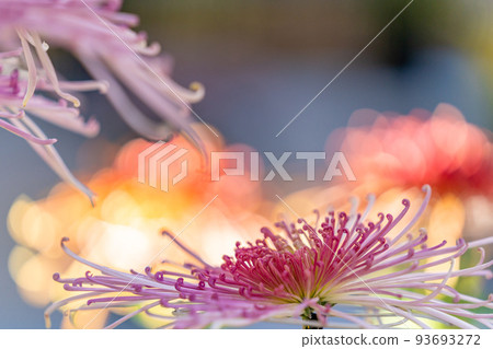 川越菊花祭 管泉鄉舞姬 川越菊花祭 管泉鄉舞姬 93693272