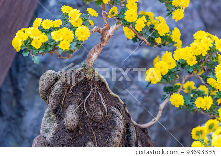川越菊花節 岩附盆景 小菊花 93693335
