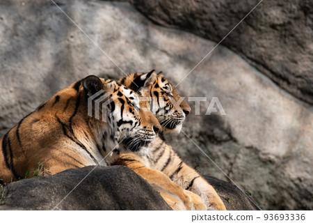 兩隻老虎 兩隻老虎 93693336