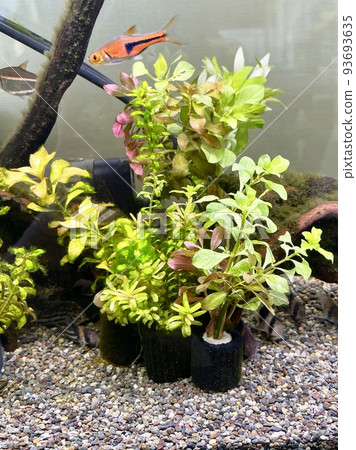 水族箱水草群植缸 93693635