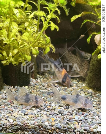 熱帶魚 corydoras weitzmani 熱帶魚 corydoras weitzmani 93693637