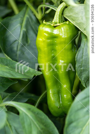 Peppers growing big in the home garden Peppers growing big in the home garden 93694186