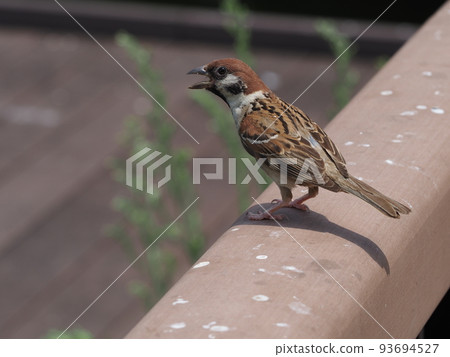 Screaming sparrow 93694527