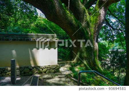 A giant camphor tree known as "Komatsuo-dera camphor tree" (Mitoyo City, Kagawa Prefecture) 93694581