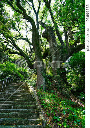 被稱為“小松寺樟樹”的巨大樟樹(香川縣水豐市) 被稱為“小松寺樟樹”的巨大樟樹(香川縣水豐市) 93694583