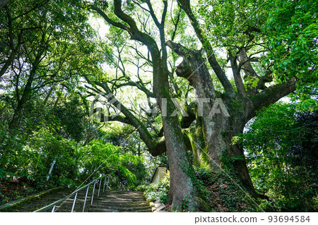 被稱為“小松寺樟樹”的巨大樟樹（香川縣水豐市） 93694584