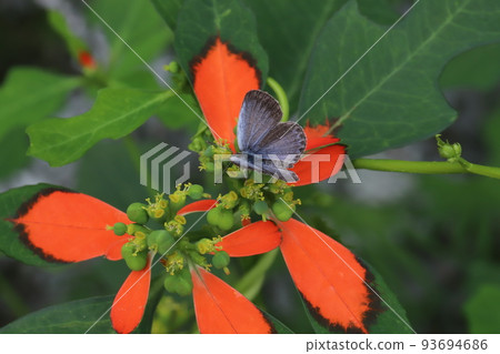 從日本夏季花園吸食花蜜的日本蜆 93694686