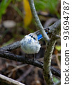 A cute Blue-eyed Warbler staring at you and tilting its head 93694787