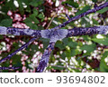 pest fungus grows on tree branches,tree diseases,fungus parasite 93694802