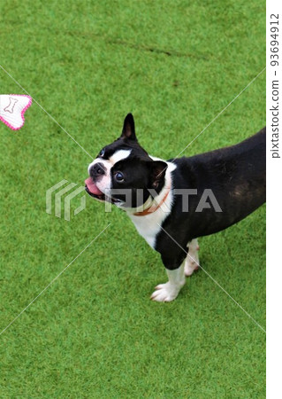 波士頓梗犬 Mighty 在柚子之裡諸山町的碼頭上玩耍,一邊玩著掛在繩子上的絲帶,一邊可愛地抬頭。 波士頓梗犬 Mighty 在柚子之裡諸山町的碼頭上玩耍,一邊玩著掛在繩子上的絲帶,一邊可愛地抬頭。 93694912