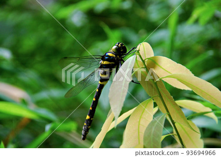 Ooyamatsu dragonfly 93694966