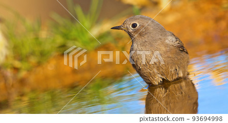 Female Black Redstart, Mediterranean Forest, Spain 93694998