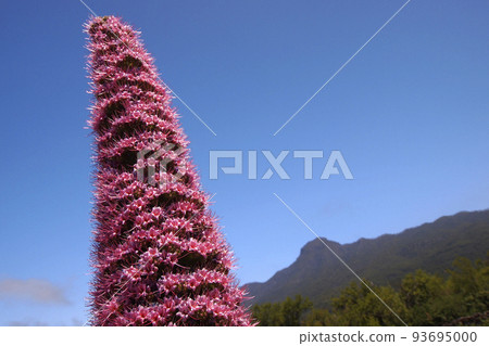 Tajinaste rosado, Caldera de Taburiente National Park, Spain 93695000