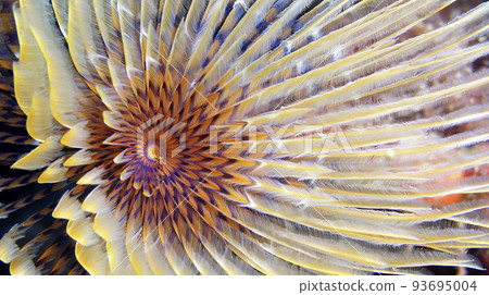 Tubeworm, Cabo Cope Puntas del Calnegre Regional Park, Spain 93695004