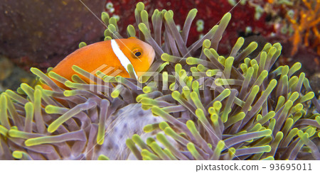 Blackfinned Anemonefish, South Ari Atoll, Maldives Blackfinned Anemonefish, South Ari Atoll, Maldives 93695011