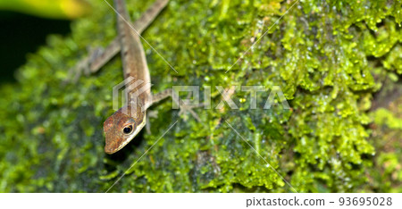 Anole Lizard, Corcovado National Park, Costa Rica Anole Lizard, Corcovado National Park, Costa Rica 93695028