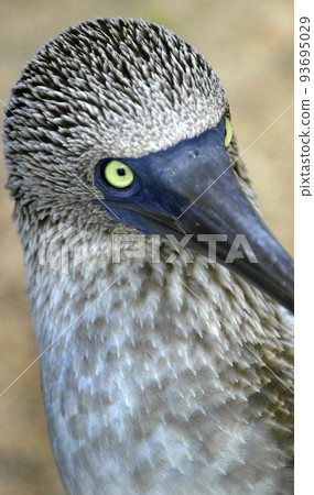 Blue-footed Booby, Galapagos National Park, Ecuador Blue-footed Booby, Galapagos National Park, Ecuador 93695029