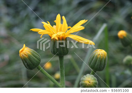 Summer flowers of Ryujindaira Summer flowers of Ryujindaira 93695100