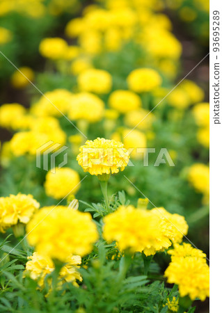 Marigold  93695289